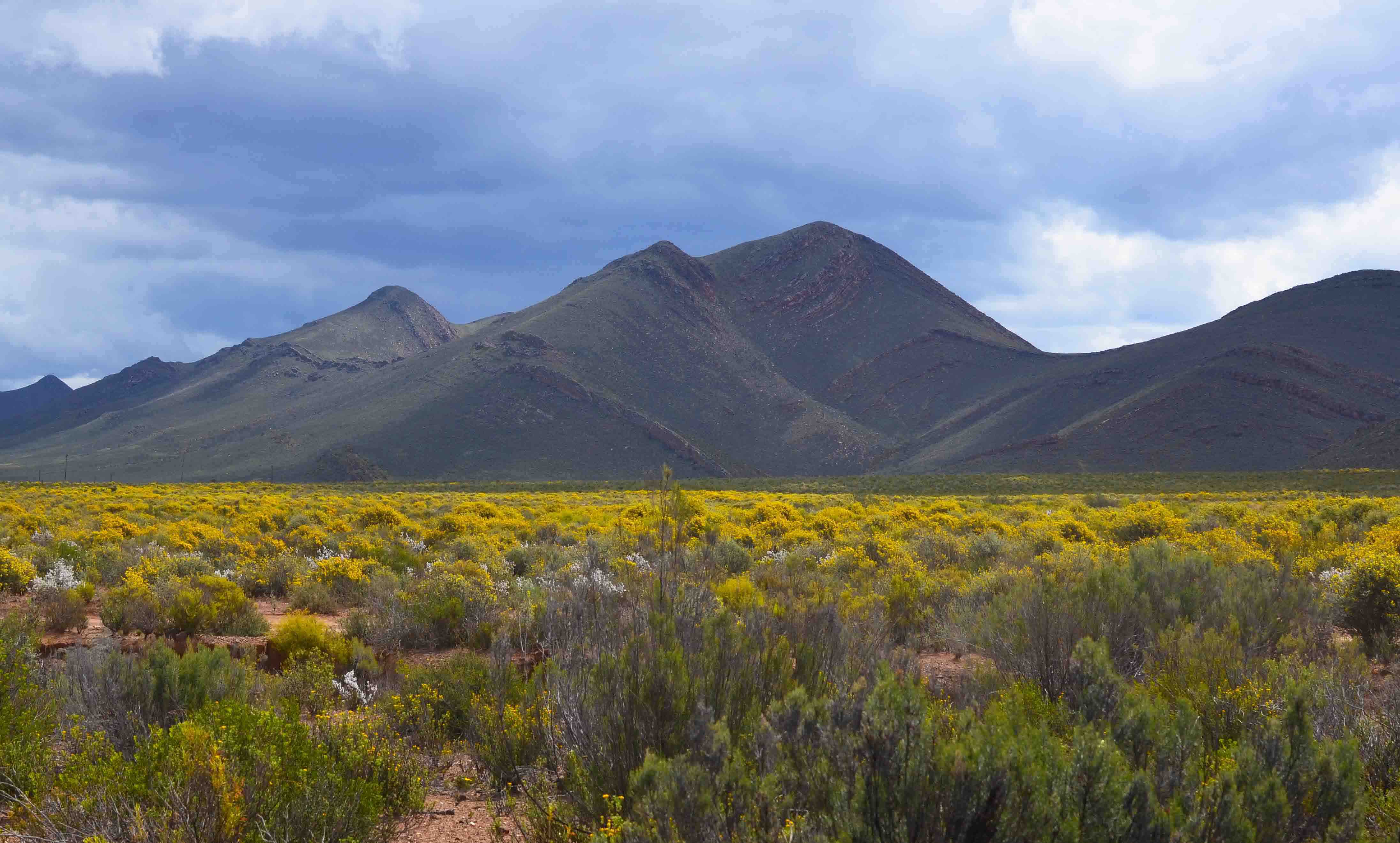 The Great Karoo Stand Off Oxpeckers   Karoo Landscape 1 