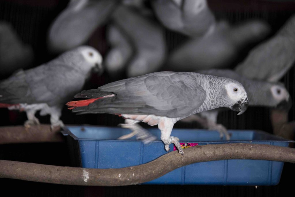 Some of the parrots confiscated from executive member of the Parrot Breeders Association of South Africa, Dieter Horstmann. Photo: Diana Neille