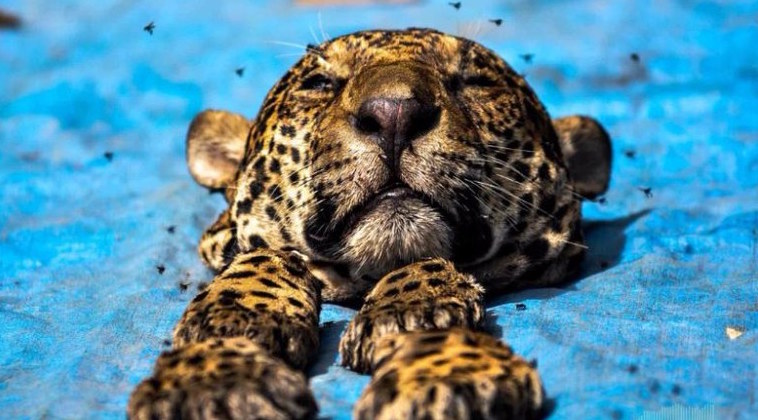 Jaguar Animal