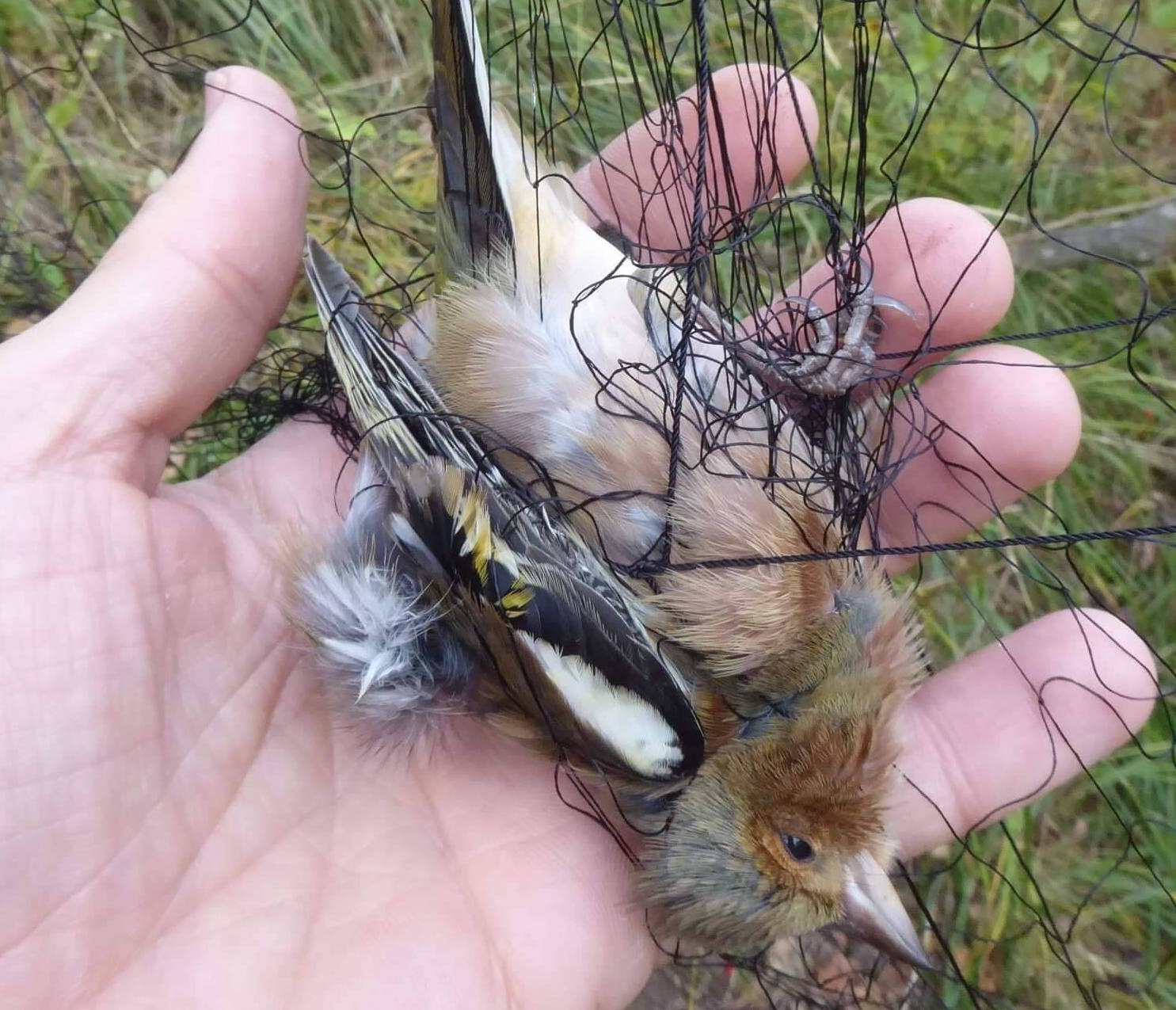 Snared: catching poachers to save Italy's songbirds, Birds