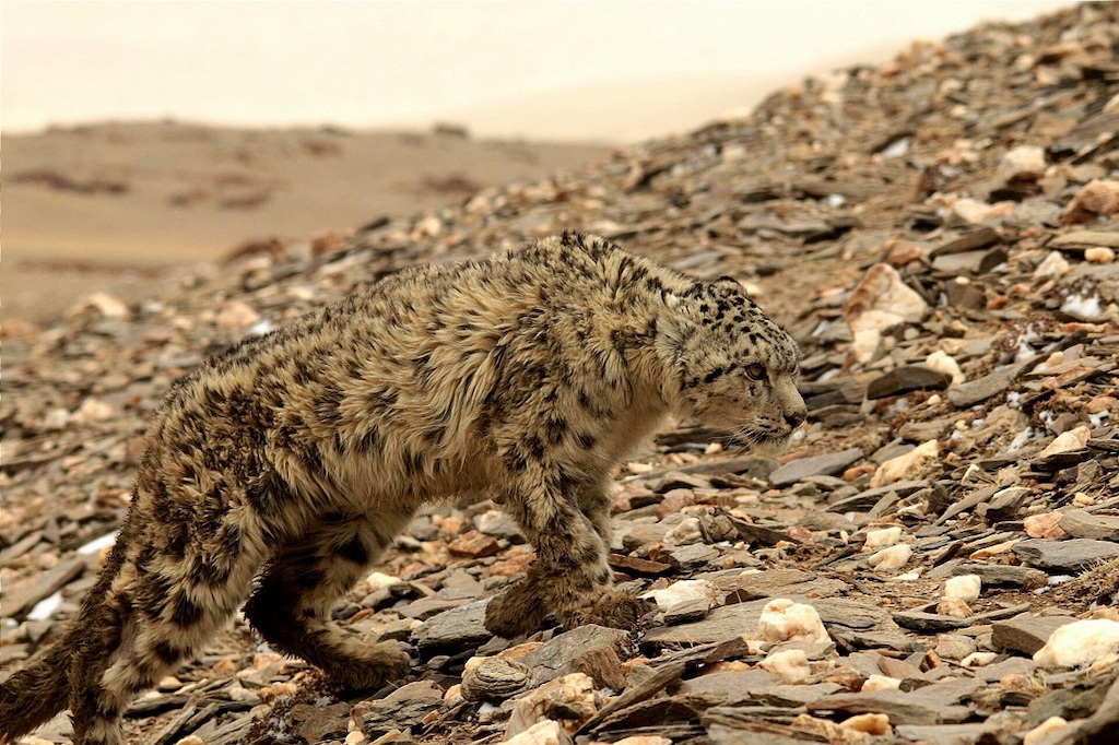 Exposing India's secret snow leopard trade - Oxpeckers