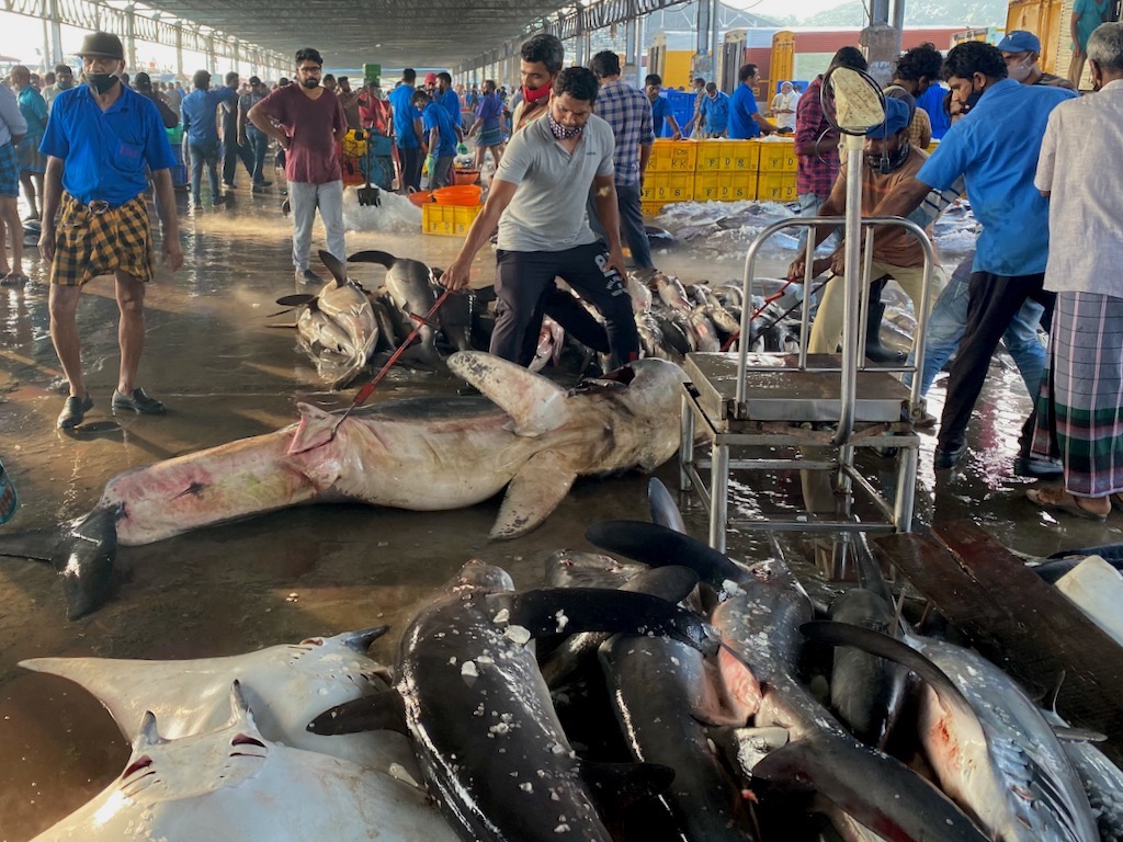 Inside India's illegal shark-fin trade - Oxpeckers