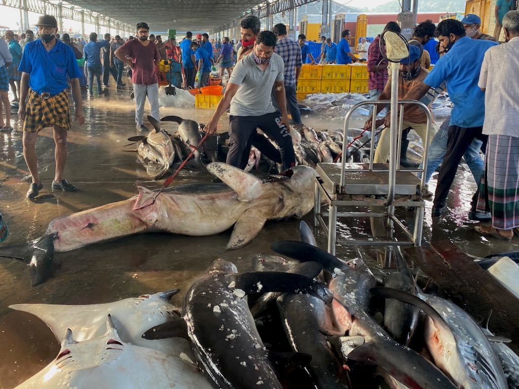 Investigation: Inside India's illegal shark-fin trade