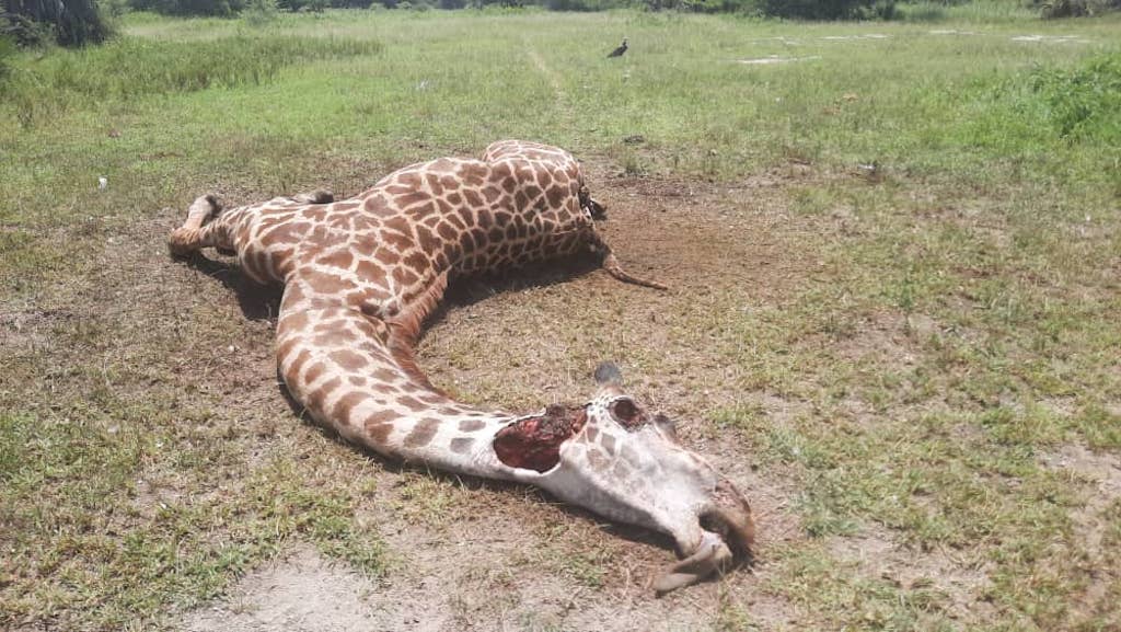 Bushmeat trade poses a new threat to Tanzania's endangered giraffes -  Oxpeckers