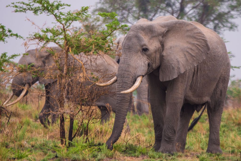 Wildlife Farming in Uganda: An alternative wildlife income stream